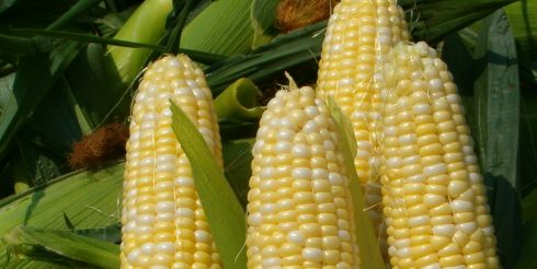 Французские ученые настаивают на смертельном вреде ГМО
