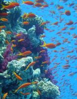 Большой барьерный риф перестает расти?