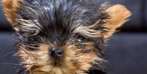 Терьер Мейси самая крошечная собака в мире