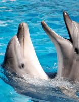 Дельфинов предлагают приравнять к людям