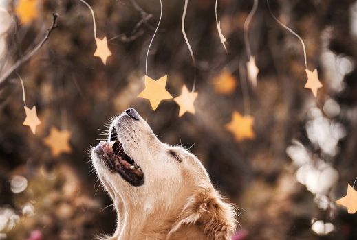 Чэмп – самый счастливый пес в мире