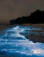 Таинственный свет глубин: удивительный мир биолюминесценции в океанах